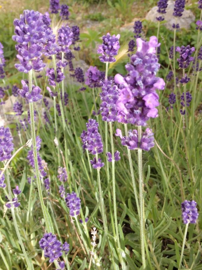 Il Giardino Di Julia B&B Tortora Eksteriør billede